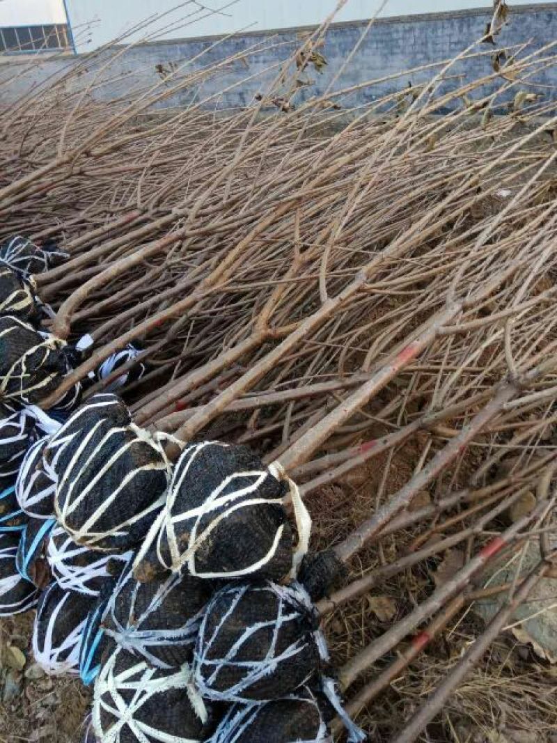 美早樱桃苗2年80cm以上矮化樱桃苗