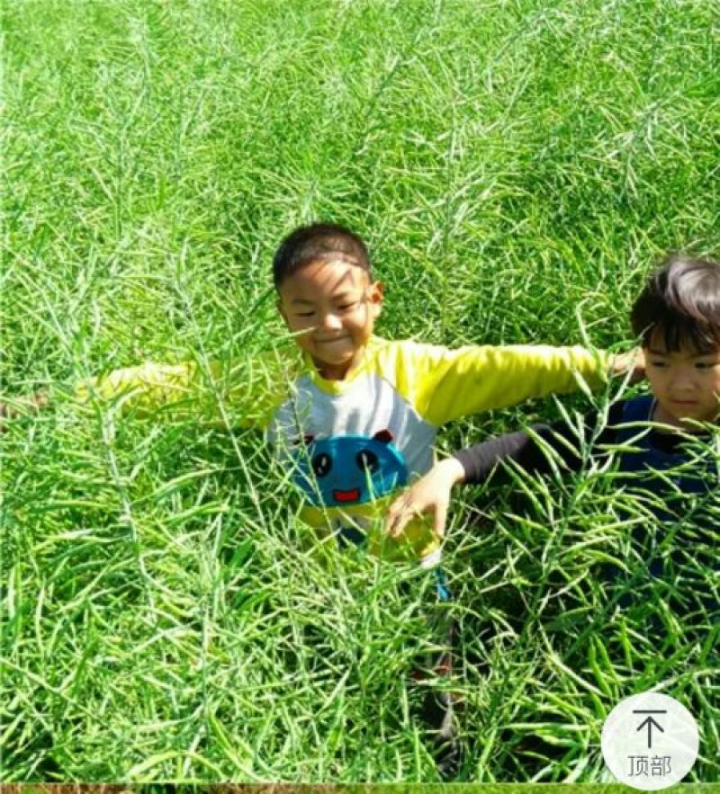 压榨菜籽油一级