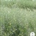 压榨菜籽油一级