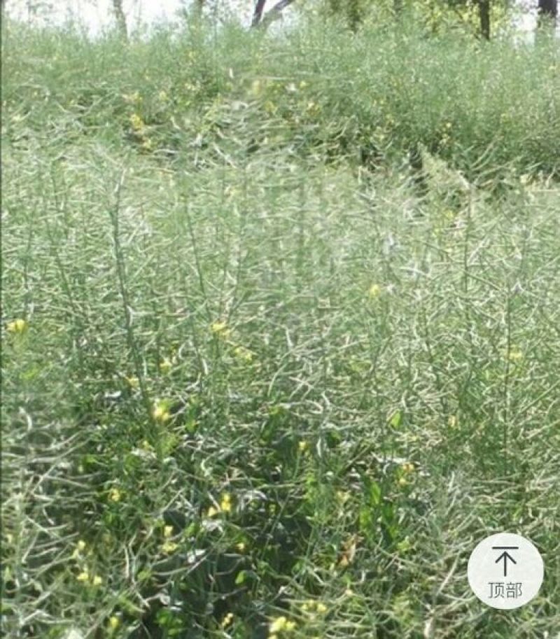 压榨菜籽油一级