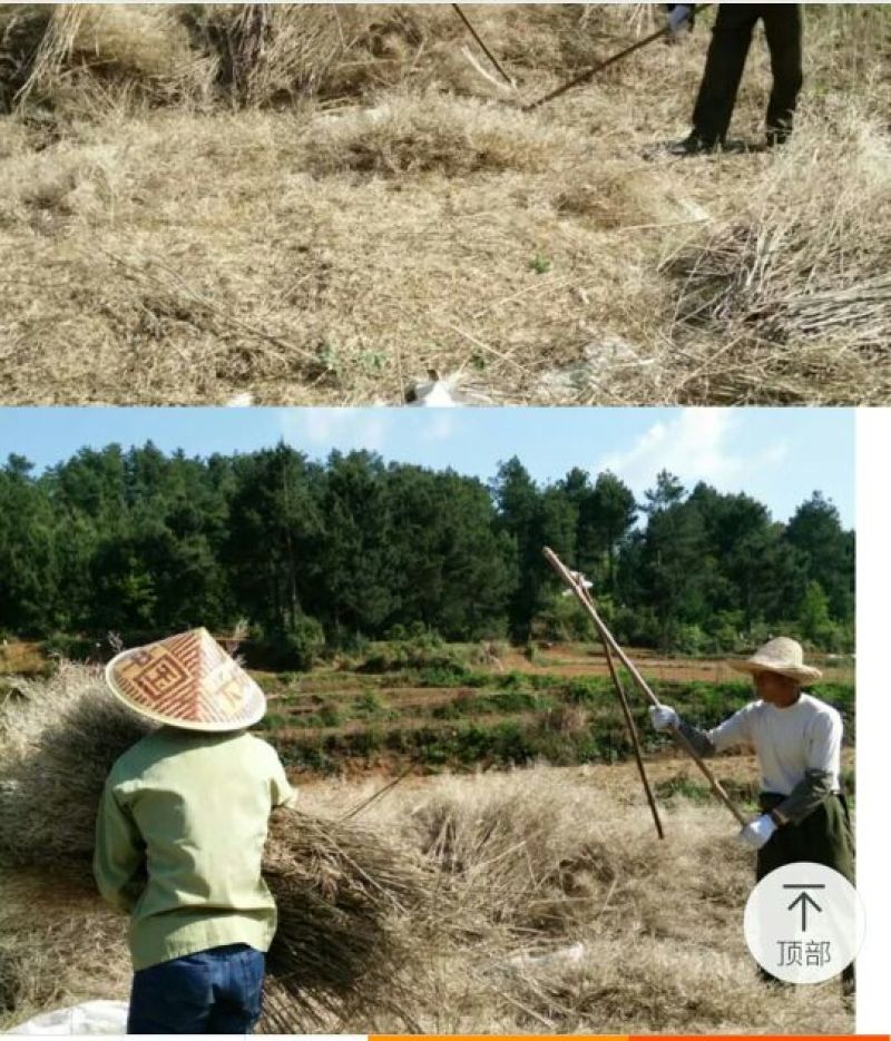 压榨菜籽油一级