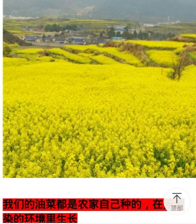 压榨菜籽油一级