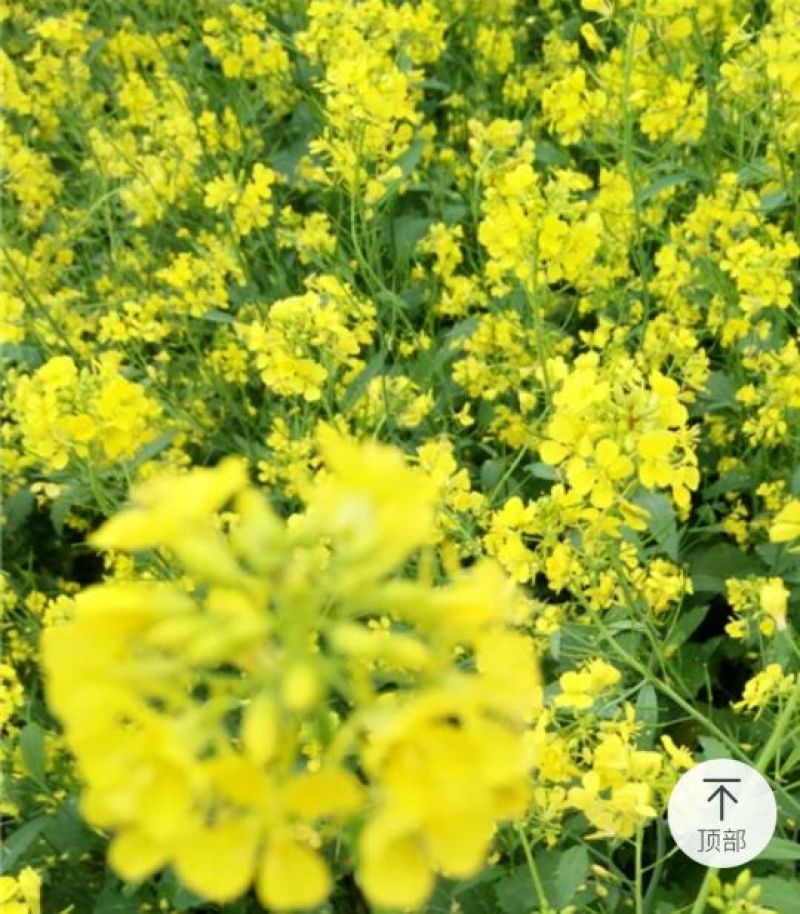 压榨菜籽油一级