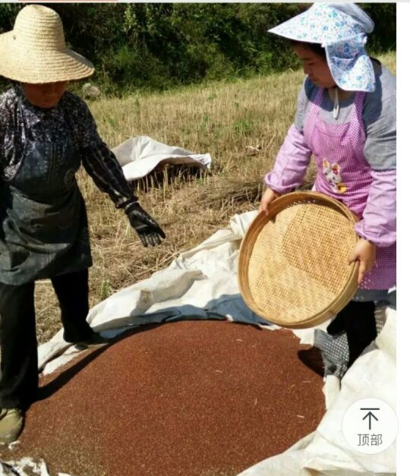 压榨菜籽油一级