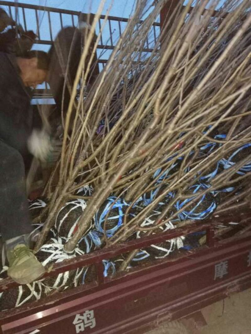 矮化樱桃苗2年结果好修剪省人工大棚种植樱桃苗大棚用矮