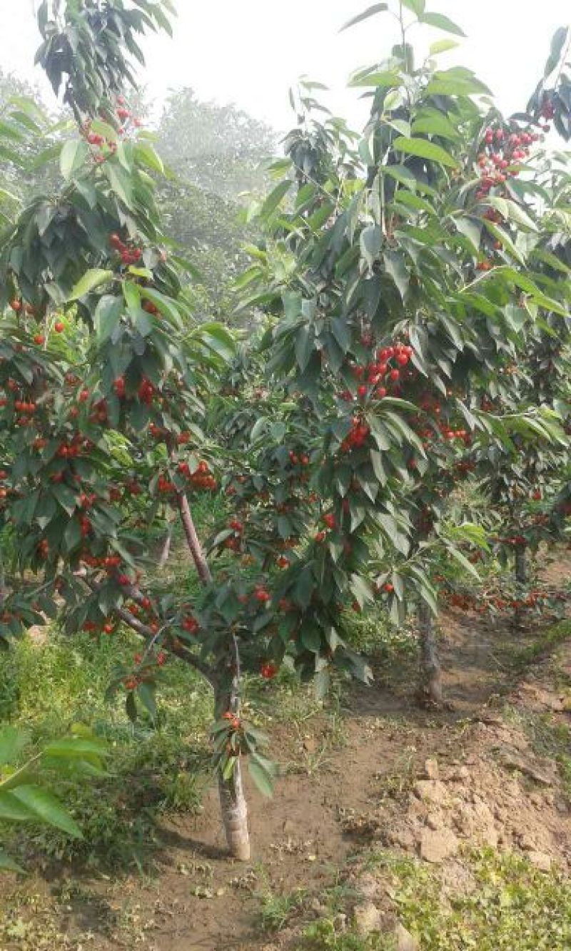 矮化樱桃苗2年结果好修剪省人工大棚种植樱桃苗大棚用矮
