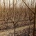 矮化樱桃苗2年结果好修剪省人工大棚种植樱桃苗大棚用矮