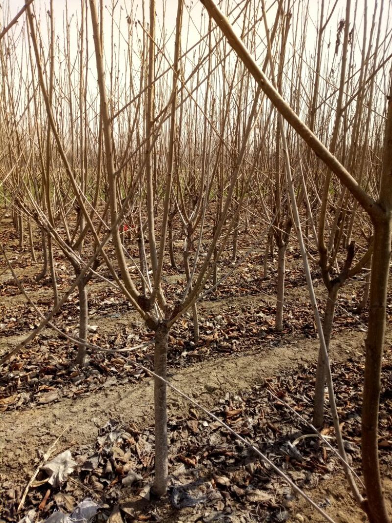 矮化樱桃苗2年结果好修剪省人工大棚种植樱桃苗大棚用矮