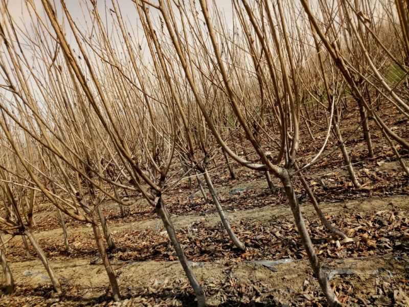 矮化樱桃苗2年结果好修剪省人工大棚种植樱桃苗大棚用矮