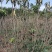 矮化樱桃苗2年结果好修剪省人工大棚种植樱桃苗大棚用矮