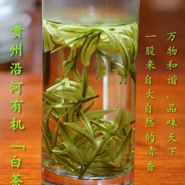 白牡丹