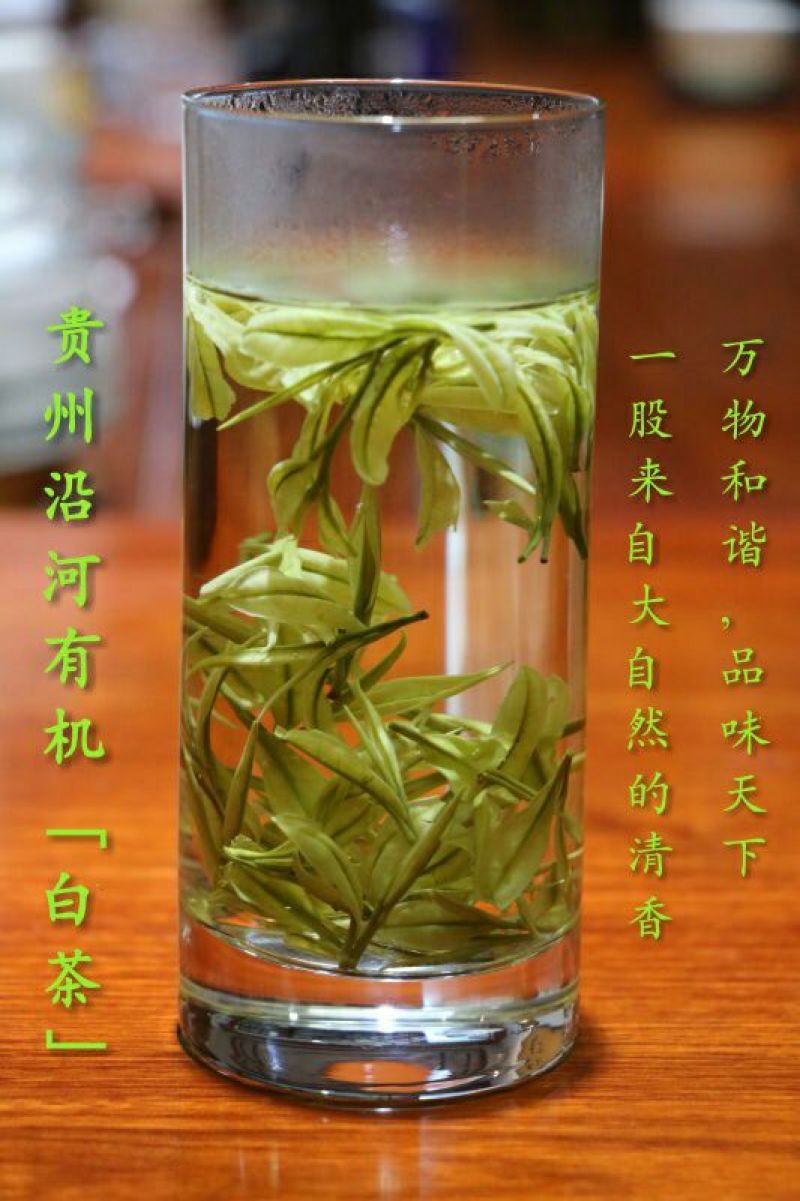 白牡丹