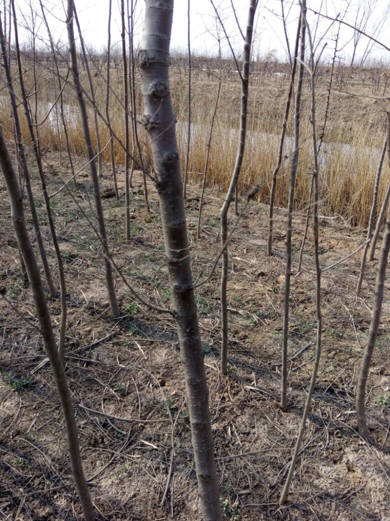 白榆4~6cm4cm以下3~3.5m