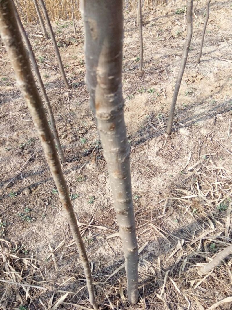 白榆4~6cm4cm以下3~3.5m