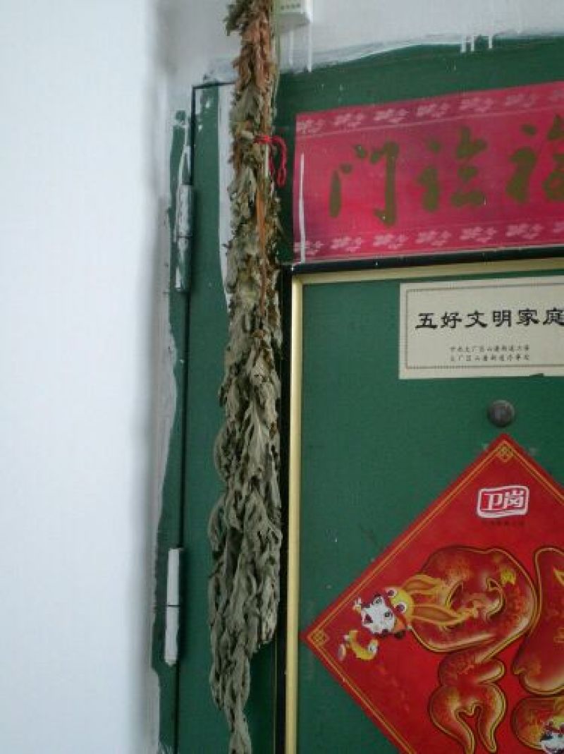 艾草种子95