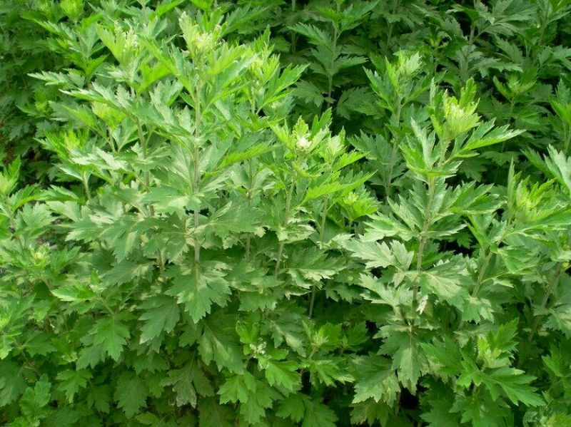 艾草种子95