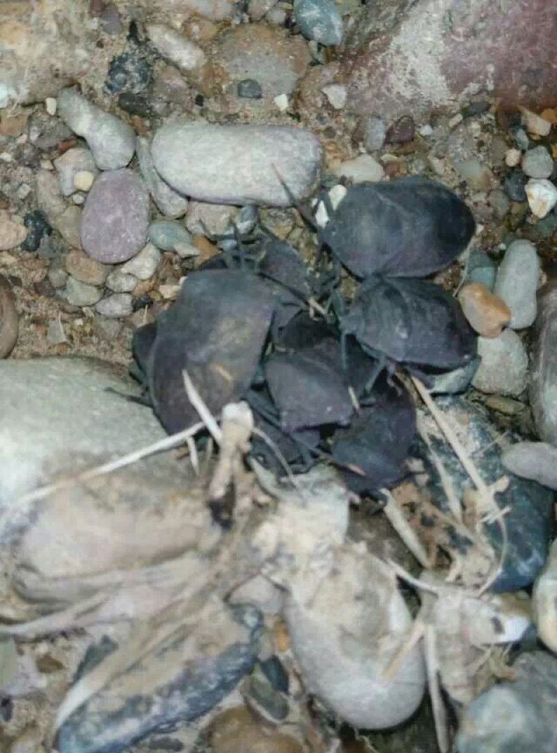 九香虫大统