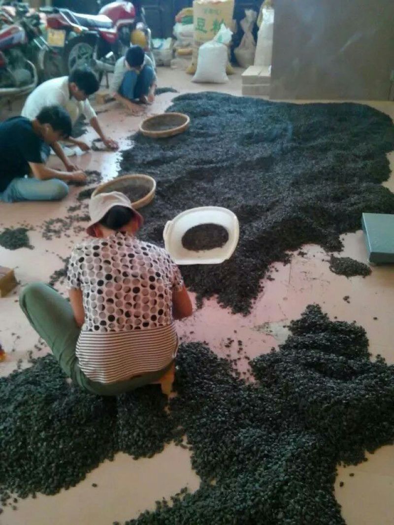 九香虫大统
