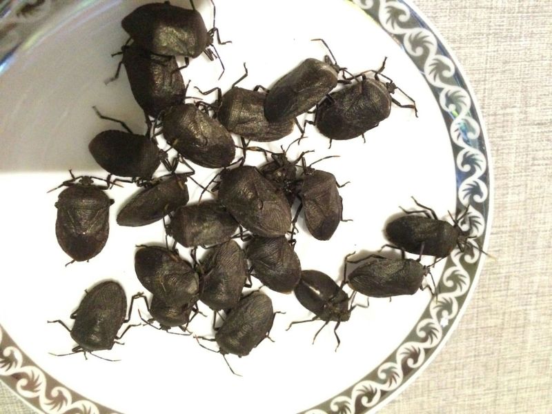 九香虫大统