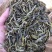 普洱绿茶