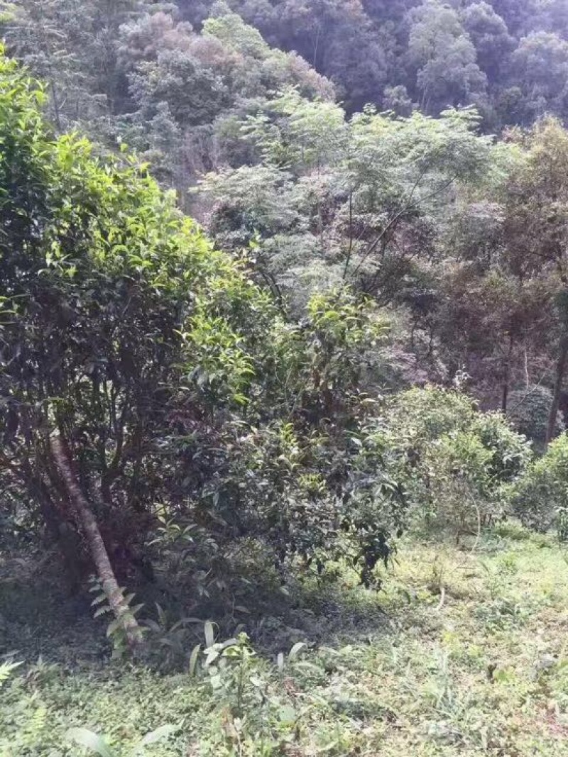 普洱绿茶
