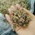 泽蒙花