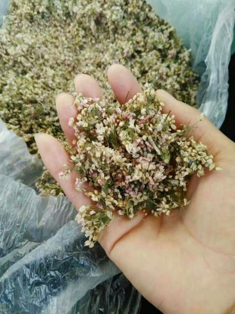 泽蒙花