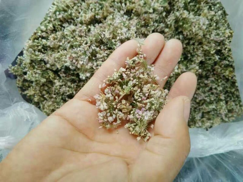 泽蒙花