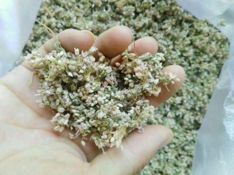 泽蒙花