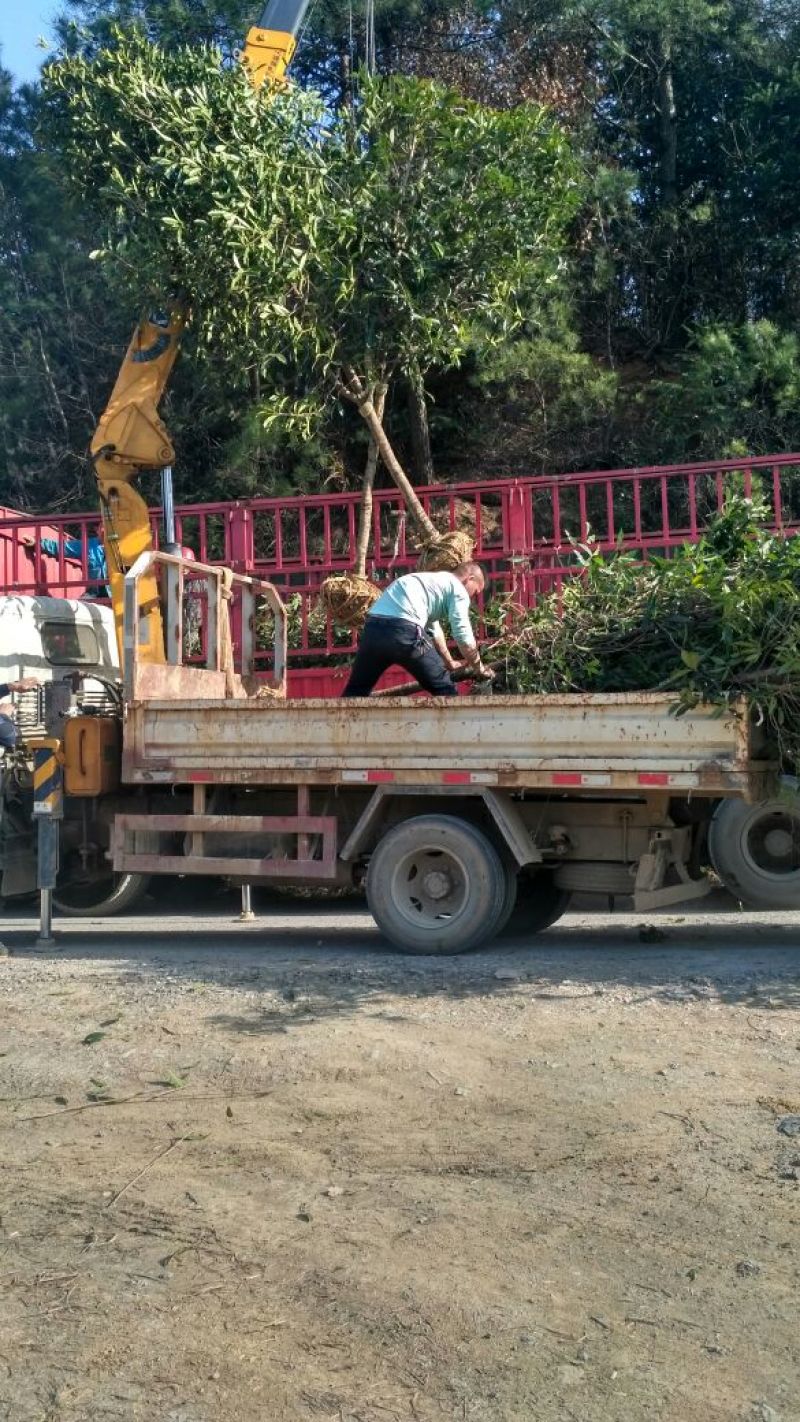 桂花树丹桂状元红红桂金桂八月桂黄金桂花树批发