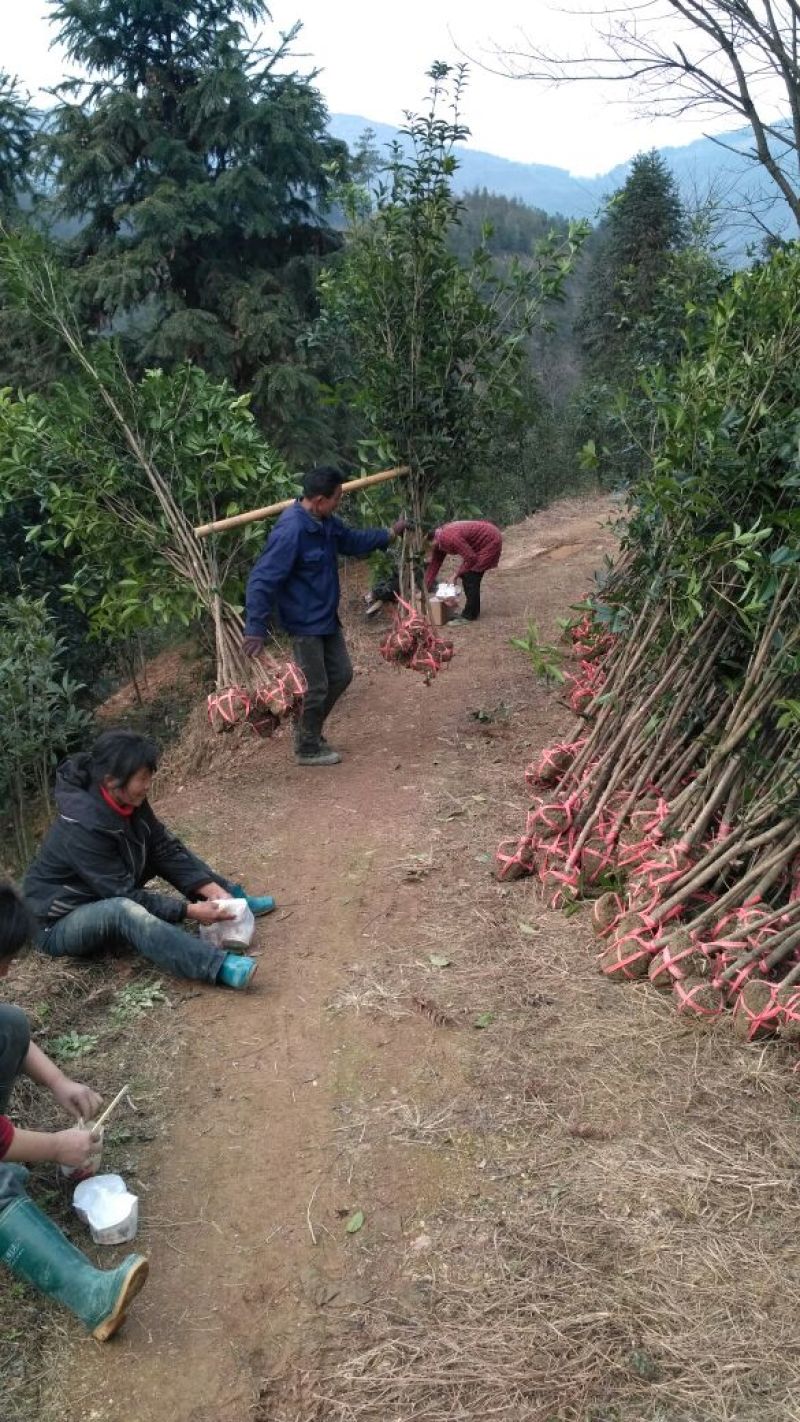 桂花树丹桂状元红红桂金桂八月桂黄金桂花树批发