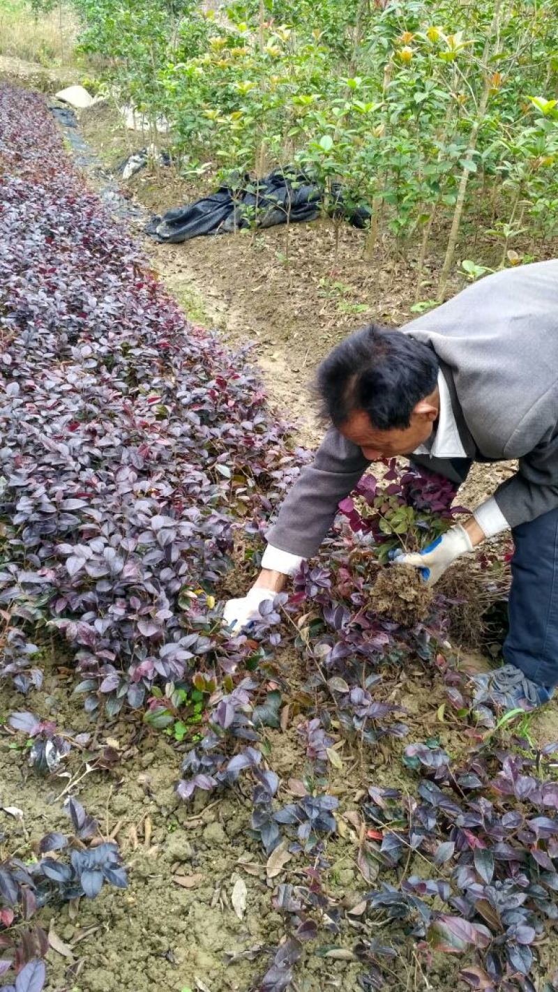 红继木苗红花继木园林绿化工程红继木小苗自产自销批发价