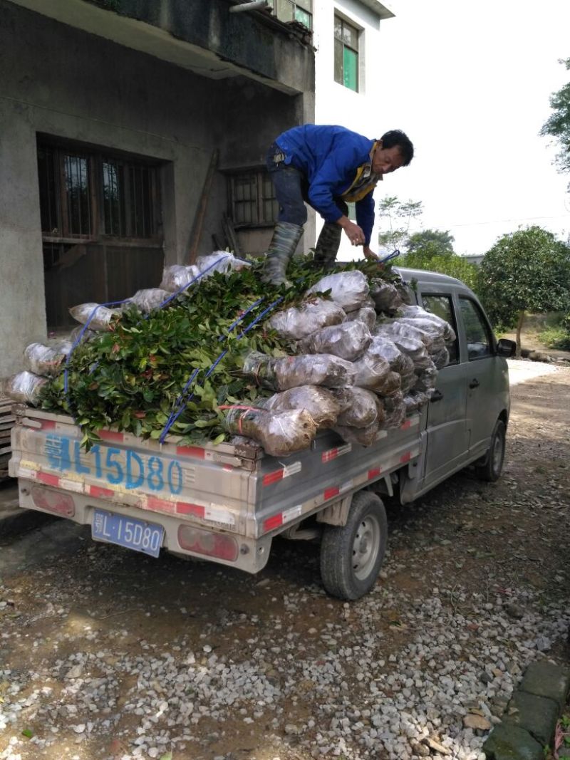 桂花树丹桂丹桂苗血桂红桂状元红桂花苗圃自产自销批发价包邮
