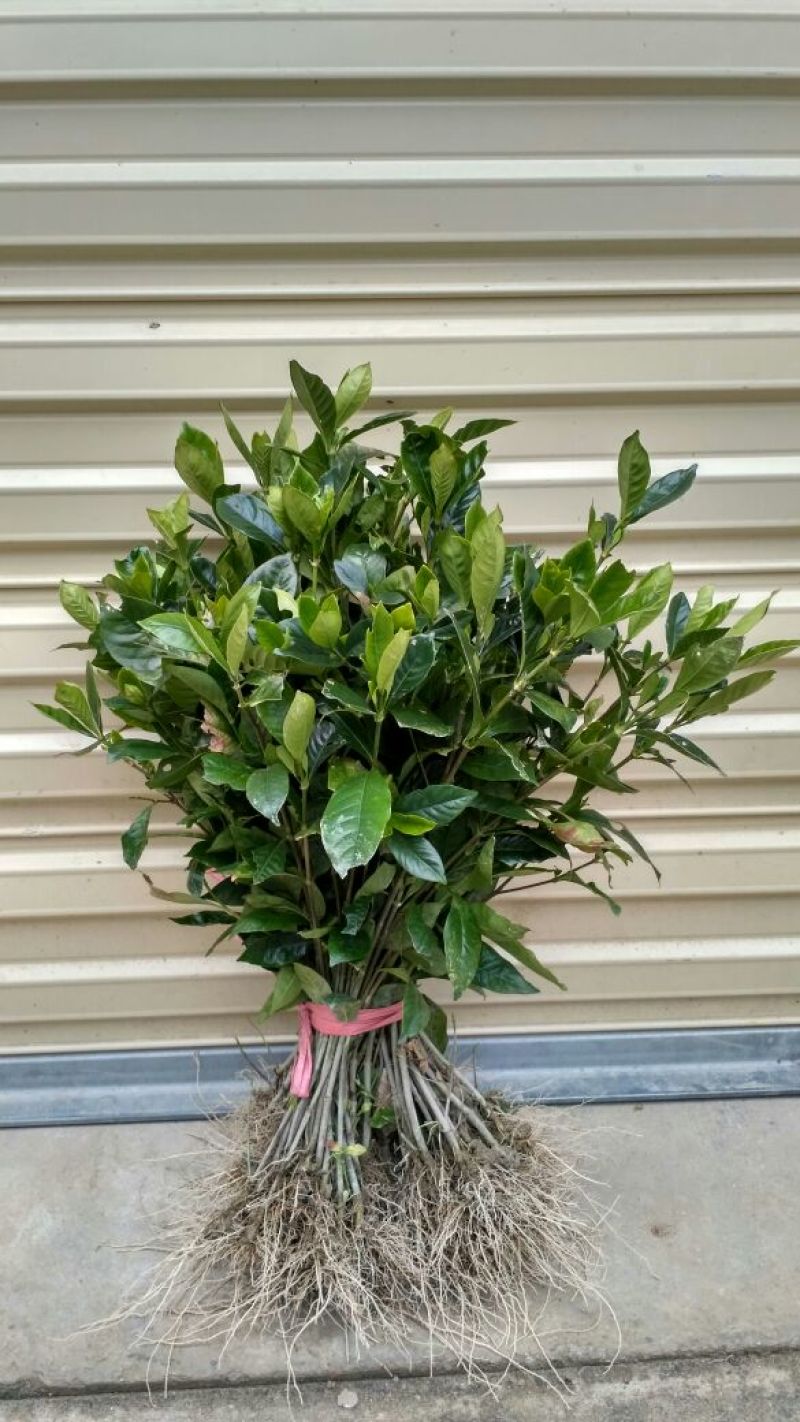 栀子花栀子苗园林绿化大叶栀子花苗自产自销批发价【包邮】