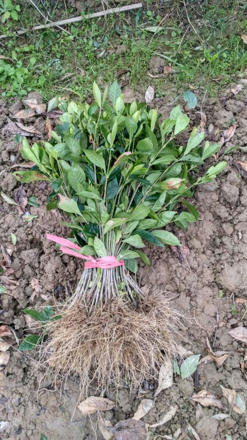 栀子花栀子苗园林绿化大叶栀子花苗自产自销批发价【包邮】