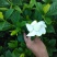 栀子花栀子苗园林绿化大叶栀子花苗自产自销批发价【包邮】
