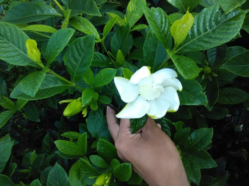 栀子花栀子苗园林绿化大叶栀子花苗自产自销批发价【包邮】