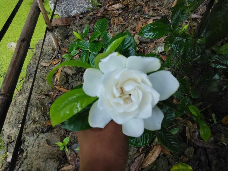栀子花栀子苗园林绿化大叶栀子花苗自产自销批发价【包邮】