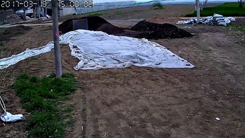 8424美都麒麟金城5号西瓜苗95%以上成活率高