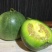 绿甜宝甜瓜种子