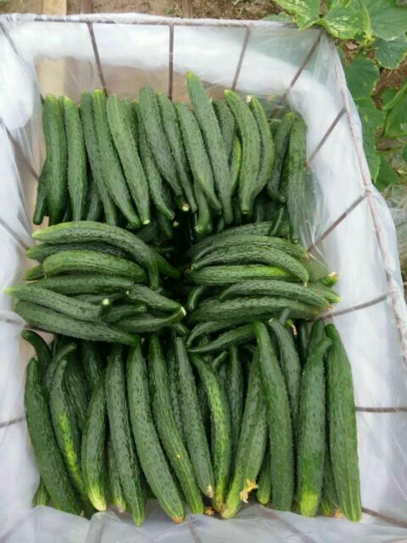 夏邑中农1101黄瓜25公分以上干花带刺诚信代办