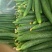 夏邑中农1101黄瓜25公分以上干花带刺诚信代办