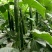 夏邑中农1101黄瓜25公分以上干花带刺诚信代办