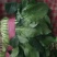 【精品】河北菠菜规格齐全货源充足稳定供货对接商超档口