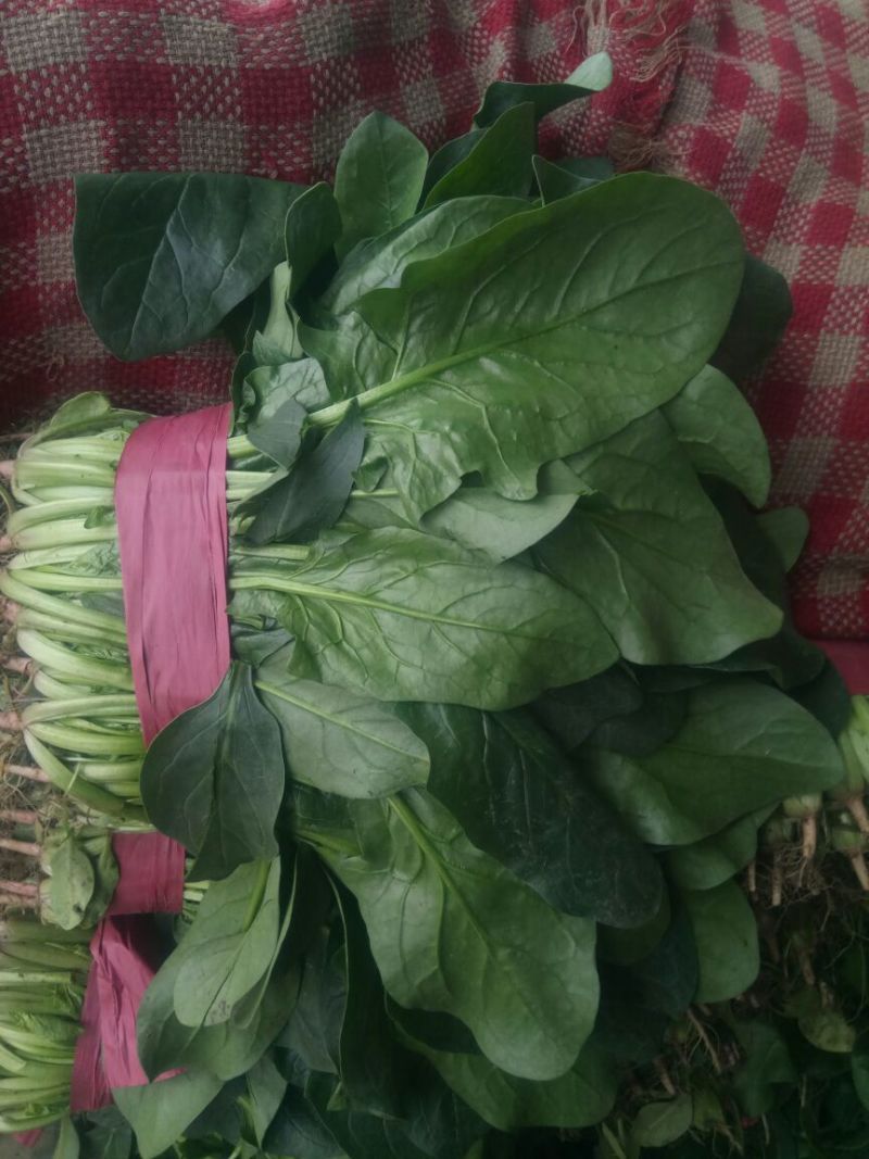 【精品】河北菠菜规格齐全货源充足稳定供货对接商超档口