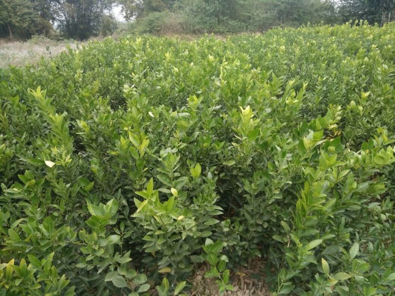 茂谷柑苗30cm以下