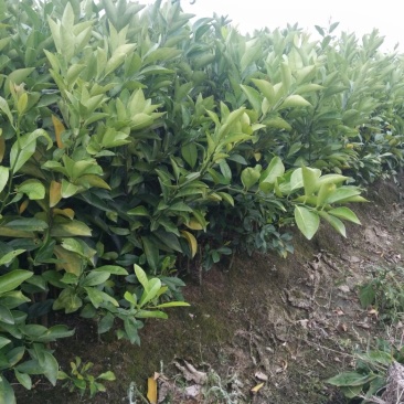 茂谷柑苗30cm以下