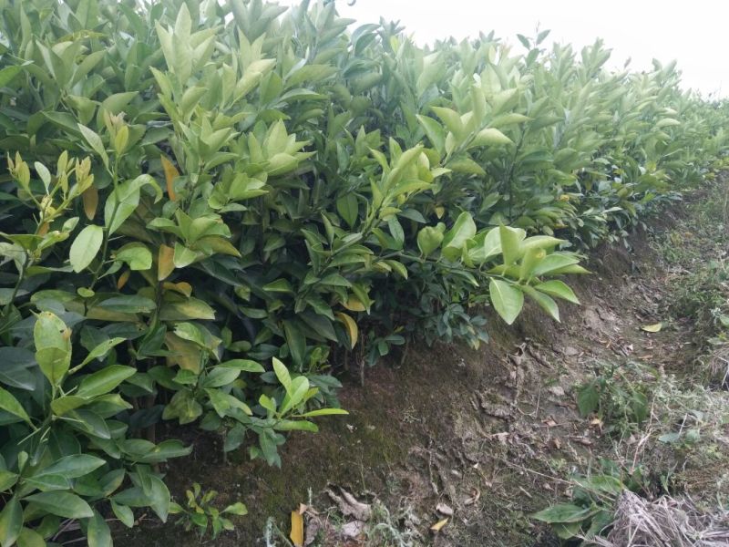 茂谷柑苗30cm以下