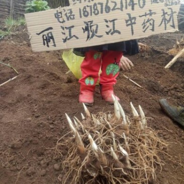 云南重楼统个