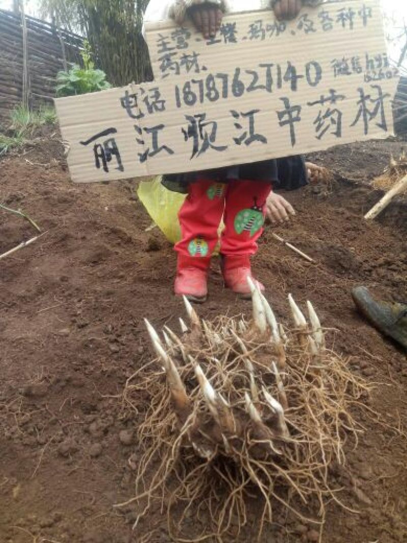 云南重楼统个